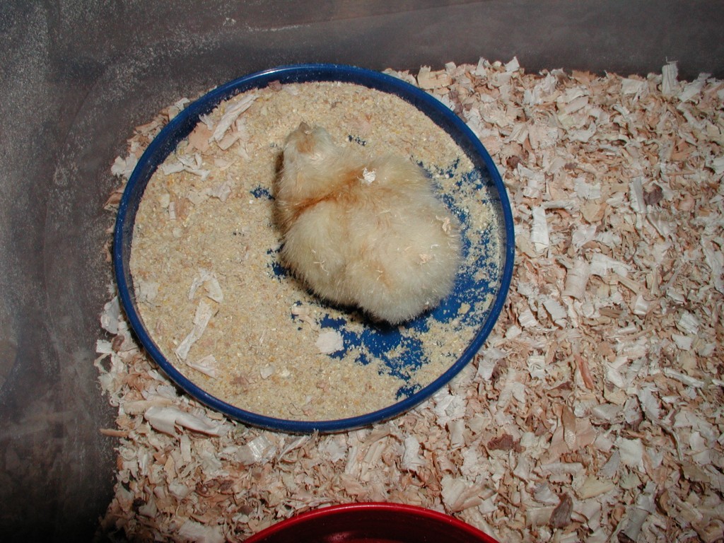 Chick eating chick start in the brooder (Note how low the feeder dish is. This makes it easy for the chick to learn where the food is) Chick eating chick start in the brooder (Note how low the feeder dish is. This makes it easy for the chick to learn where the food is)