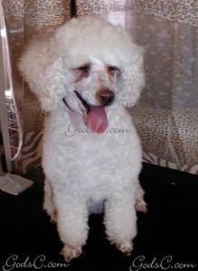 Name: Prancer Breed: Poodle