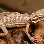 Baby Bearded Dragon Baby Bearded Dragon