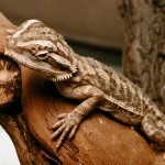 Baby Bearded Dragons Baby Bearded Dragons