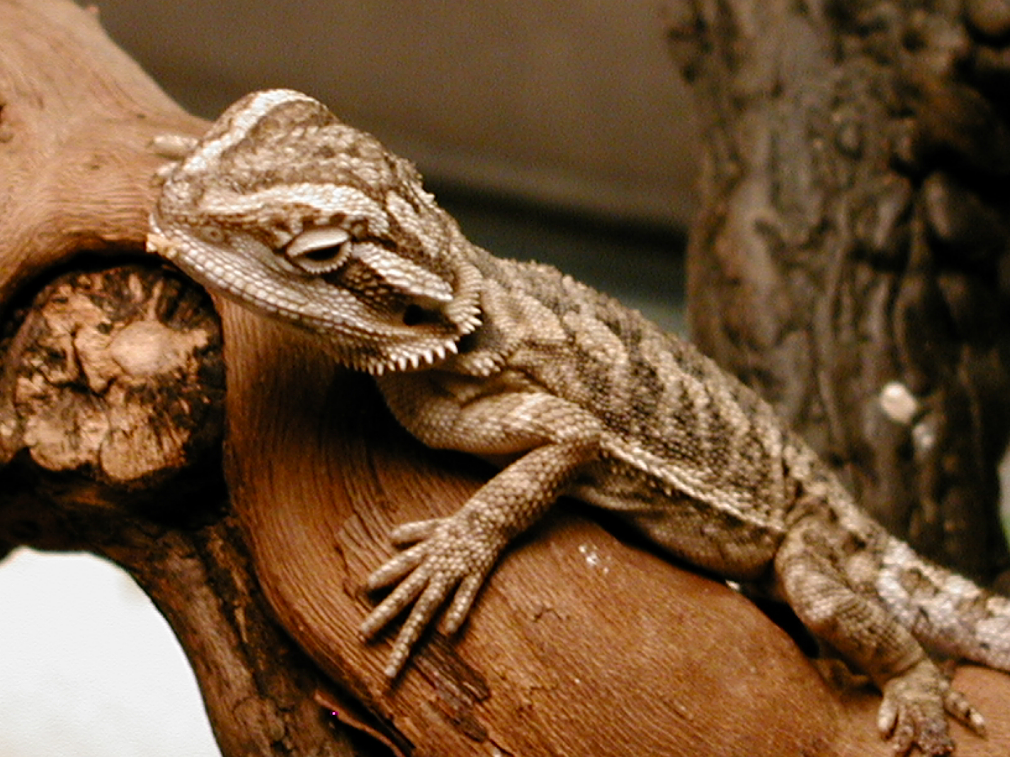 bearded-dragon-basic-care-god-s-creatures