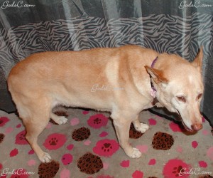 Name: Buffy