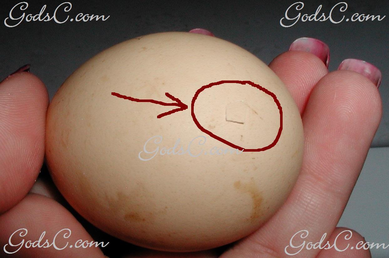 If the chick has made a small chip in the egg (see photo above) and 
