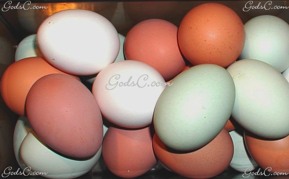 Chicken Eggs