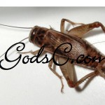 A female Cricket A female Cricket