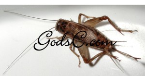 A female Cricket