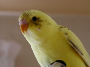 For bird grooming click here For bird grooming click here