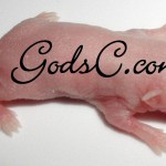 New born mouse or Pinky New born mouse or Pinky