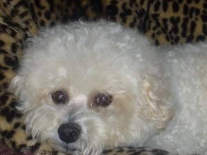 For dog grooming click here For dog grooming click here