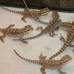 Juvenile Bearded Dragons Juvenile Bearded Dragons