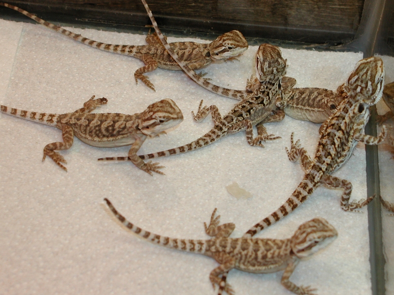 2 Month Old Bearded Dragon Diet Crickets