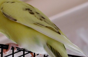 Birds Wing