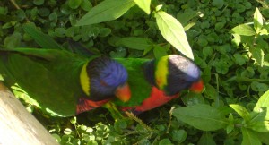 Lorikeets Lorikeets