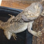 A dragon partly in his water dish A dragon partly in his water dish