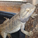 Adult Male Bearded Dragon Adult Male Bearded Dragon