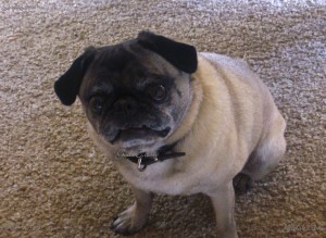 Name: Her Nibs Breed: Pug