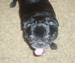 Name: Daisy Breed: Pug