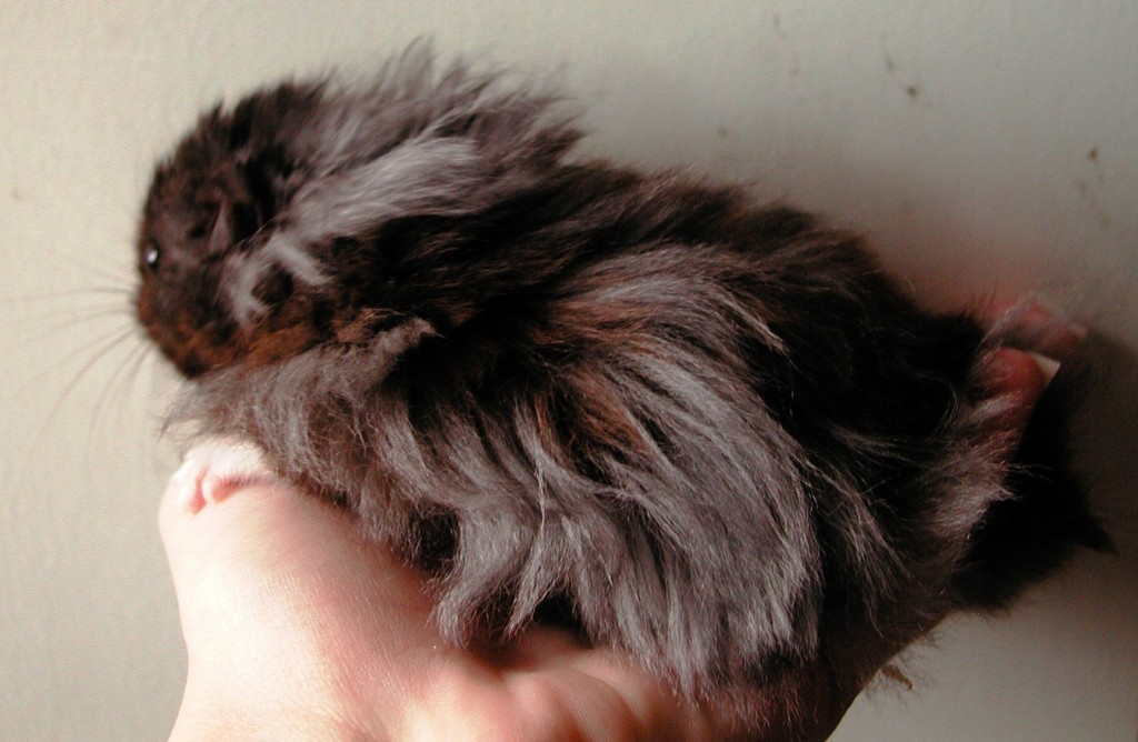 Long Haired Syrian Hamster