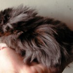 Long Haired Syrian Hamster