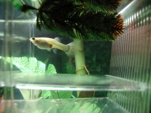 Female guppy
