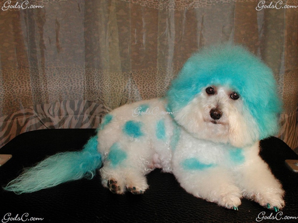My dog Cody dyed with a special safe animal dye