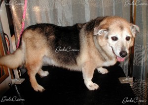 Name: Ruby Breed: Corgi / German Shepherd