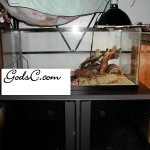 45 gallon tank 45 gallon tank