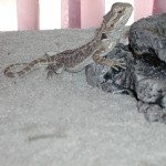 Bearded Dragon Bearded Dragon