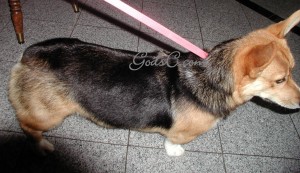 Breed: Pembroke Welsh Corgi