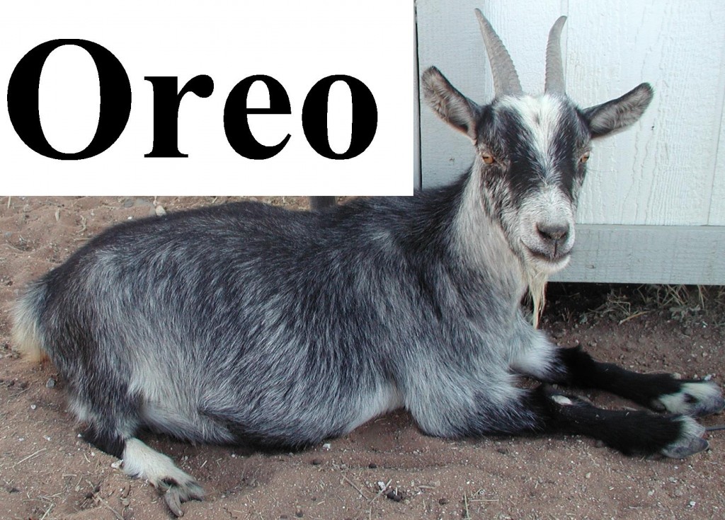 Oreo is one of our Pygmy goat Doe's Mother of: light blue, black, green, and purple. These kids were born on Nov. 15