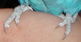 Birds Nails