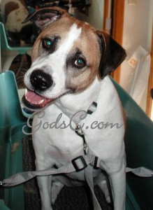 Name: Sadie Breed: Large breed Mix
