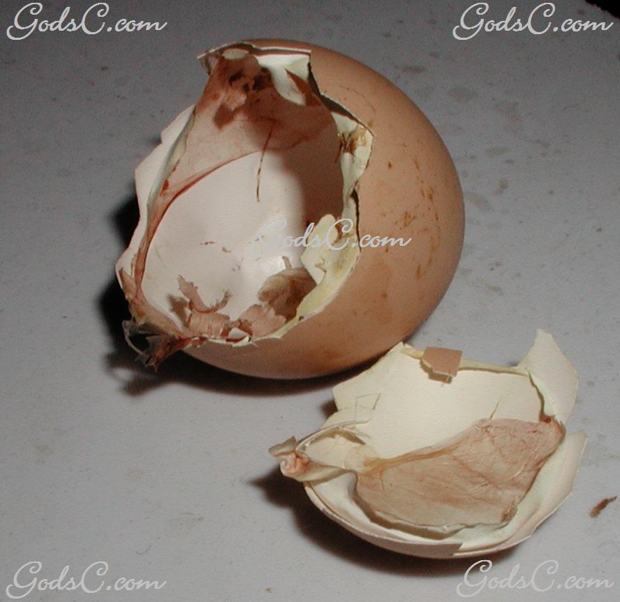 Egg shell from a chick that hatched