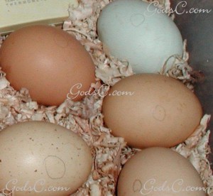 Eggs with turn marks