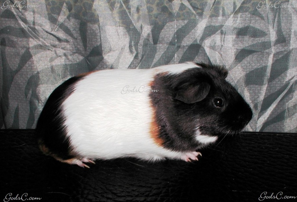 Guinea Pig