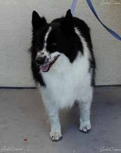 Name: Hunny Breed: Border Collie Akita Mix