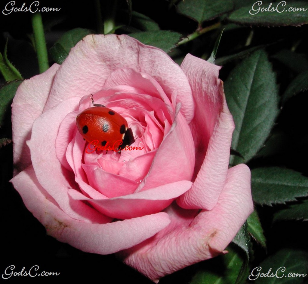 Ladybug on a rose