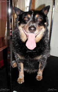 Name: Maddux Breed: Australian Cattle Dog