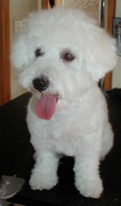 McDuff’s After grooming front view
