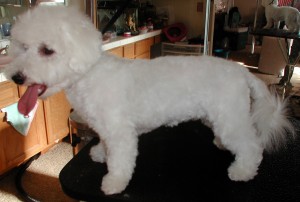 McDuff’s After grooming left side view