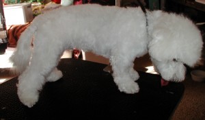 McDuff’s After grooming right side view