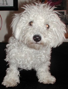 McDuff’s Before grooming front view