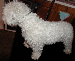 McDuff’s Before grooming left side view