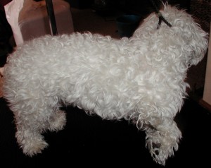 McDuff’s Before grooming right side view