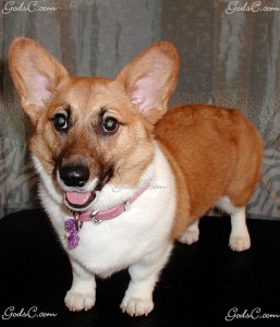 Name: Arwen Breed: Pembroke Welsh Corgi
