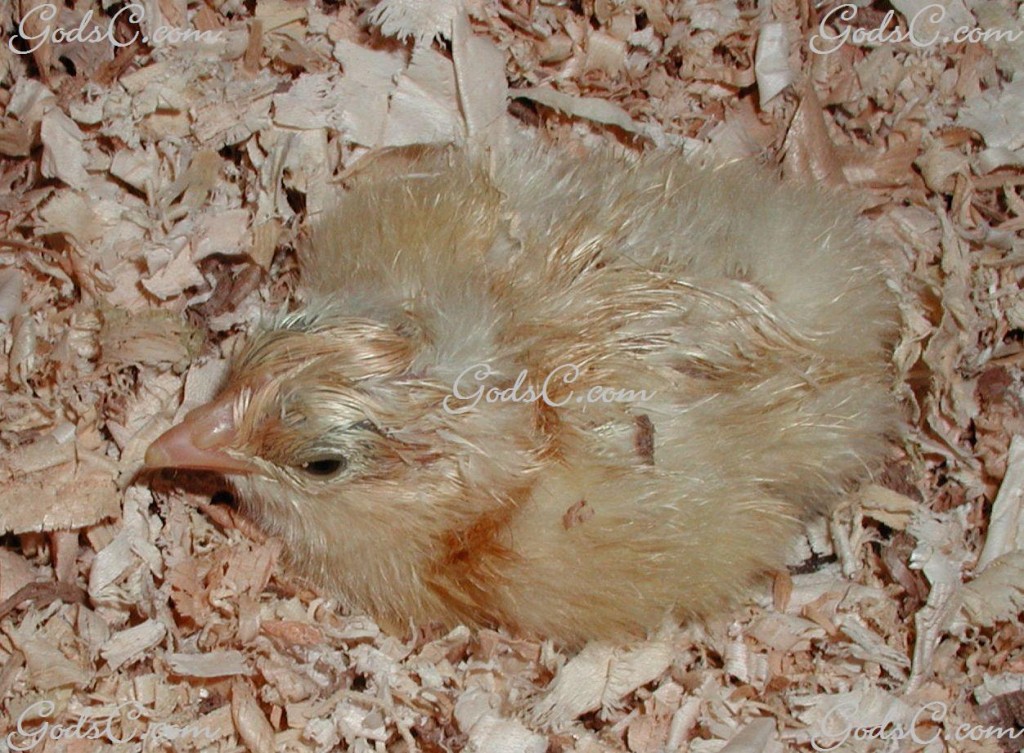 Newly hatched baby chicken or chick