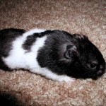 Panda Bear Syrian Hamster