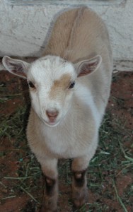 To view our Doe Goat Purchase Agreement click here To view our Doe Goat Purchase Agreement click here
