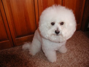 Cody: my a Bichon Frise Cody