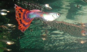 Male guppy